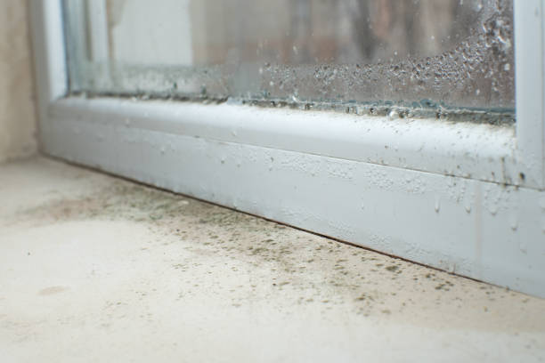 Reliable Sebring, FL Mold Removal Solutions